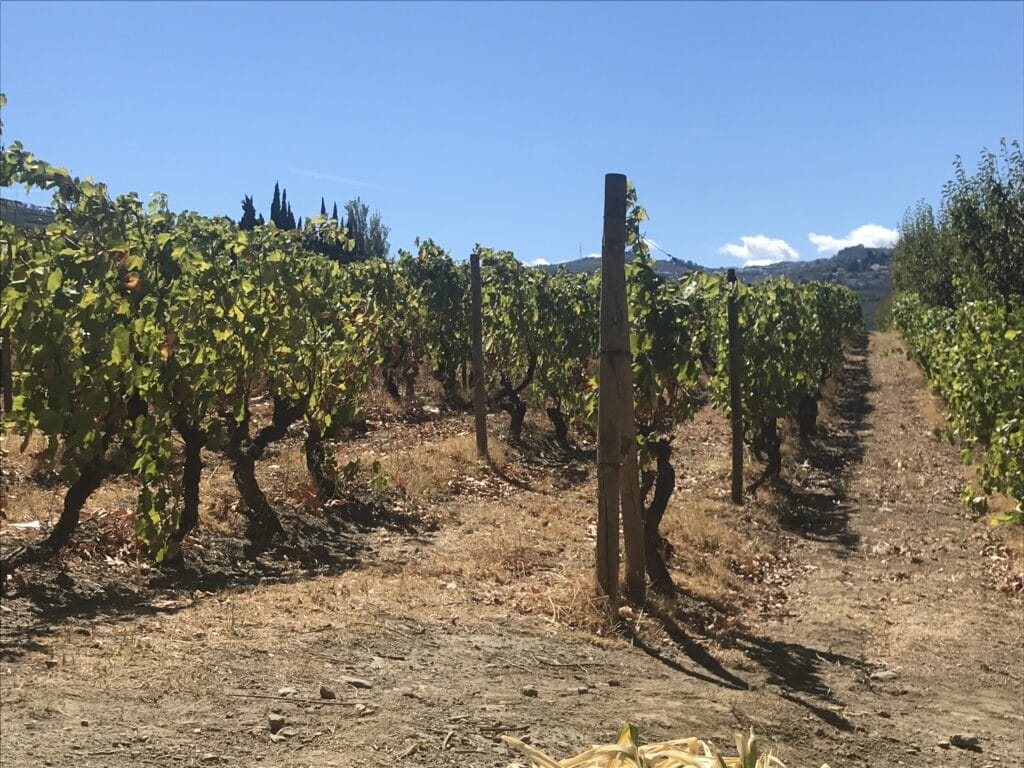 Duoro-Tal 3. Tag Weingut II